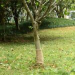 vidaXL Valec z juty 0,25x100 m 100 % juta 200 gsm