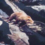 Detská mikina námornícka 104 – Obrázok 4