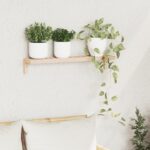 vidaXL Nástenný regál 62x10x12,5 cm z masívneho orecha