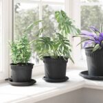 vidaXL Kvetináče 6 pcs Čierna Ø 15 x 12 cm Plast – Obrázok 4