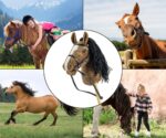 Hobby Horse Plus Milly Mally brown – Obrázok 7